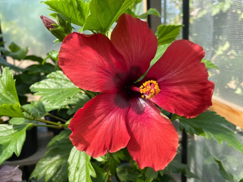  - 0006 - Hibiscusi 2025 - 1