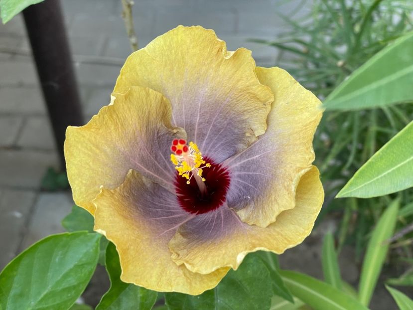  - 0006 - Hibiscusi 2025 - 1