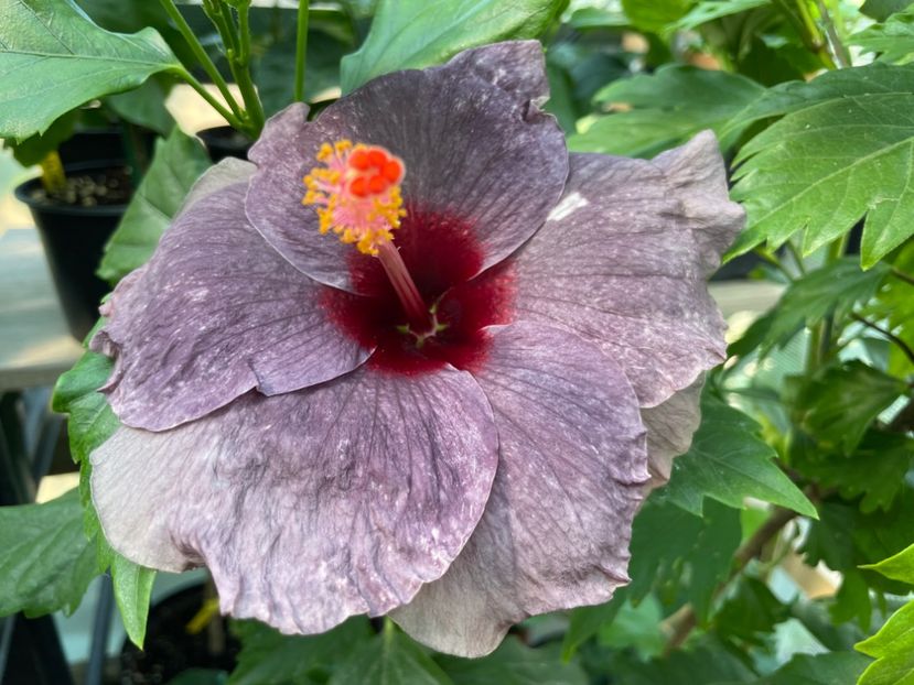  - 0006 - Hibiscusi 2025 - 1