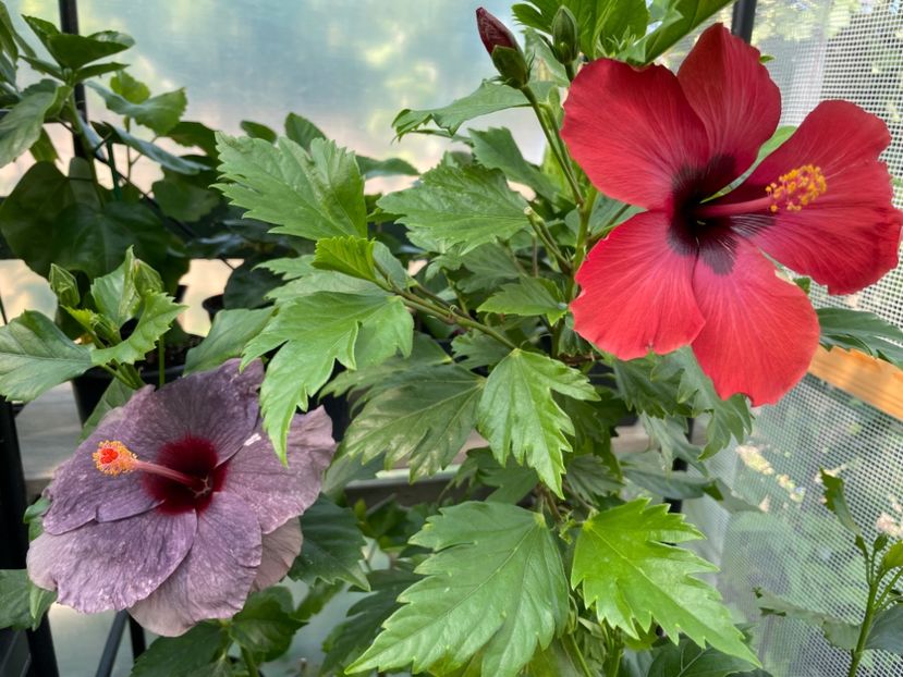  - 0006 - Hibiscusi 2025 - 1