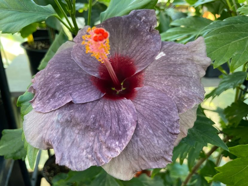  - 0006 - Hibiscusi 2025 - 1