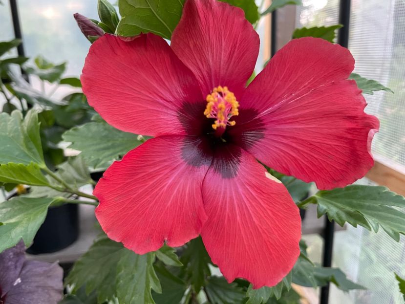  - 0006 - Hibiscusi 2025 - 1