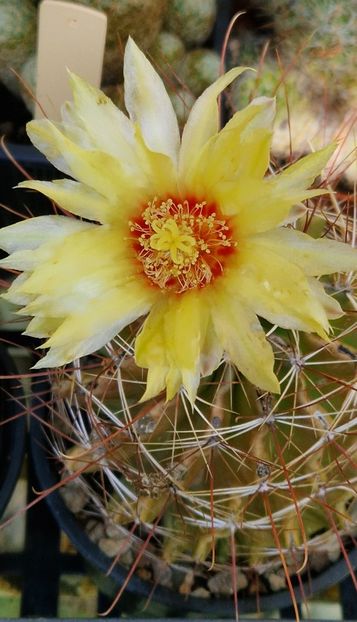 2025 Hamatocactus setispinus - Ferocactus