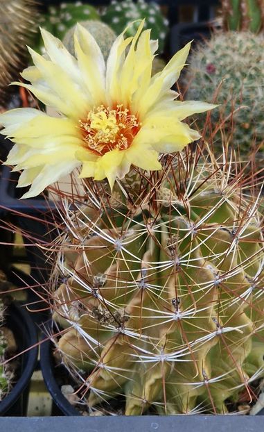  - Ferocactus