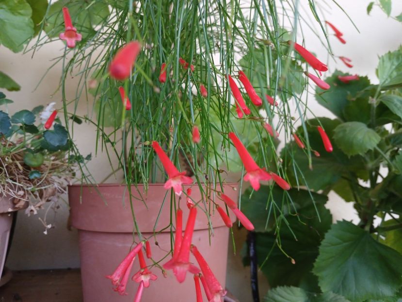  - Rusellia equisetiformis