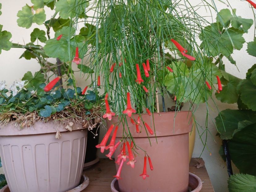  - Rusellia equisetiformis