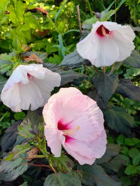  - dragostea  de natura