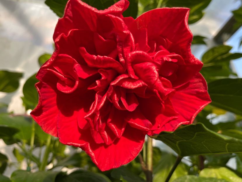  - 0006 - Hibiscusi 2025 - 1