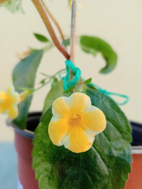  - AnYa s Olga Pidpala