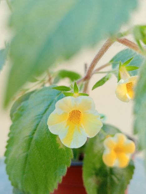  - AnYa s Olga Pidpala