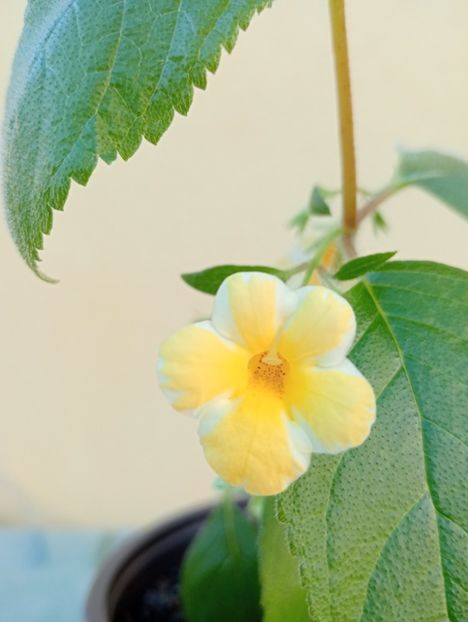  - AnYa s Olga Pidpala