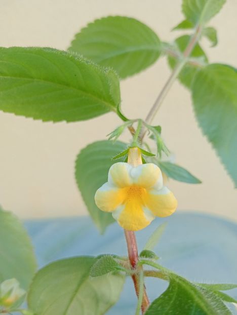  - AnYa s Olga Pidpala