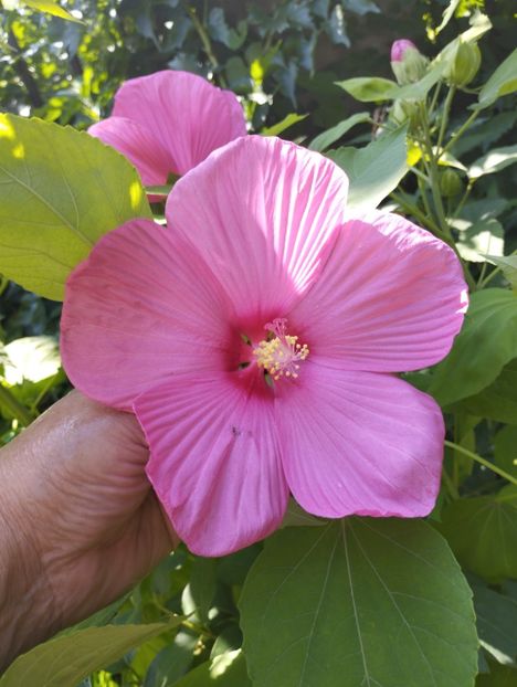  - Hibiscusi mouschetos 2025