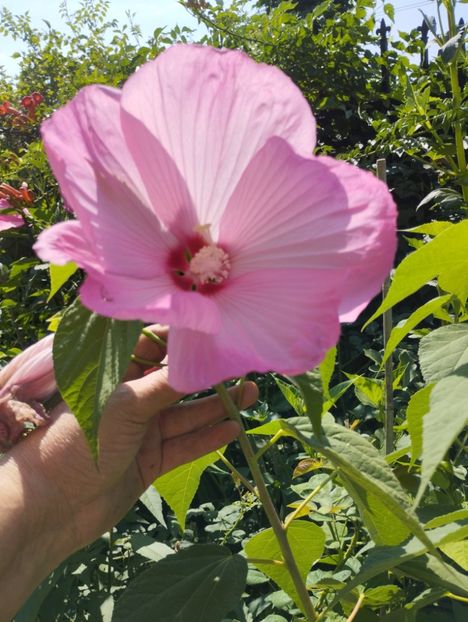  - Hibiscusi mouschetos 2025