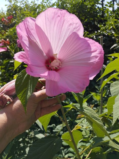  - Hibiscusi mouschetos 2025