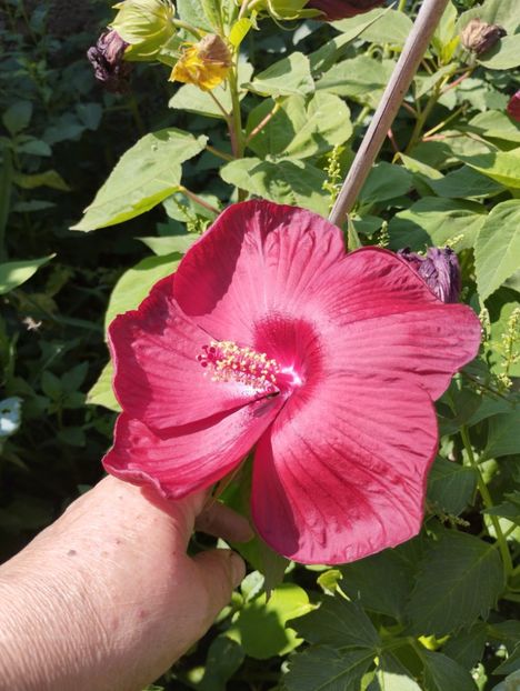  - Hibiscusi mouschetos 2025