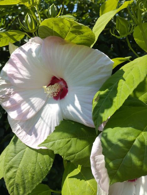  - Hibiscusi mouschetos 2025