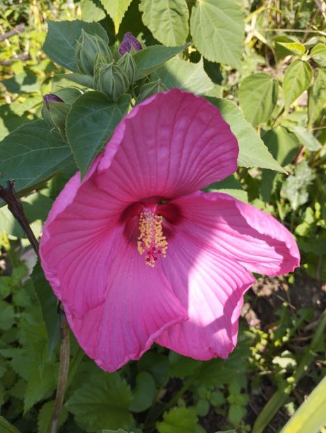  - Hibiscusi mouschetos 2025