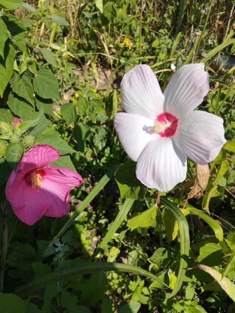  - Hibiscusi mouschetos 2025