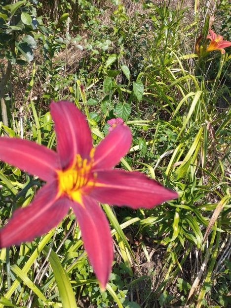  - Hemerocalisi 2025 vol2