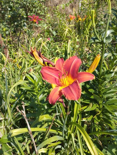  - Hemerocalisi 2025 vol2