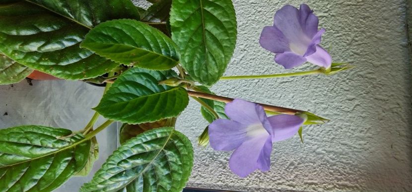  - Sinningia Blue Ciel