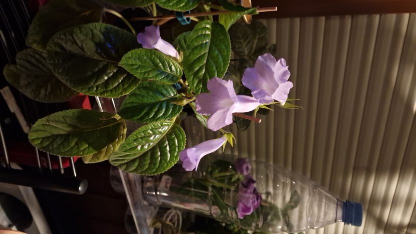 IMG-20250725-WA0025 - Sinningia Blue Ciel