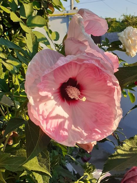  - HIBISCUS MOSCHETUOS