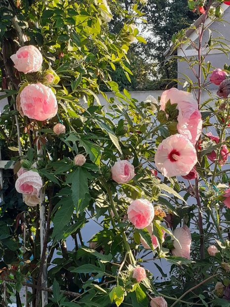  - HIBISCUS MOSCHETUOS