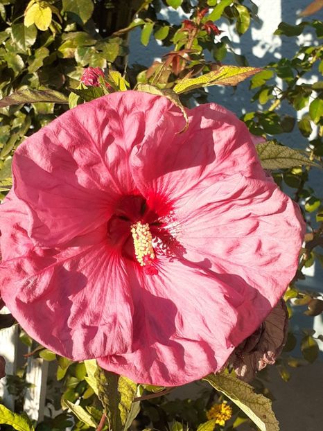  - HIBISCUS MOSCHETUOS