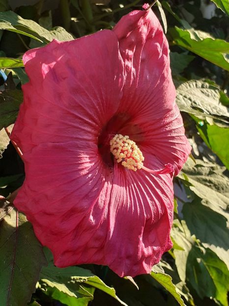  - HIBISCUS MOSCHETUOS