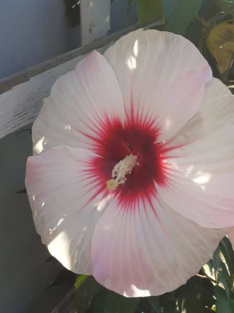  - HIBISCUS MOSCHETUOS