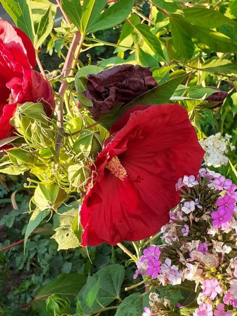  - HIBISCUS MOSCHETUOS