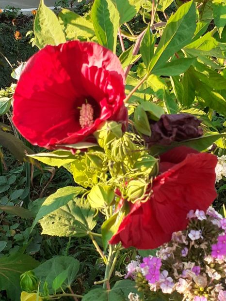  - HIBISCUS MOSCHETUOS