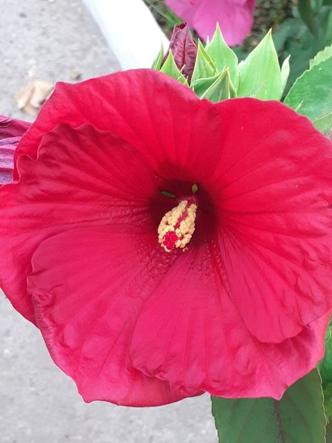  - HIBISCUS MOSCHETUOS