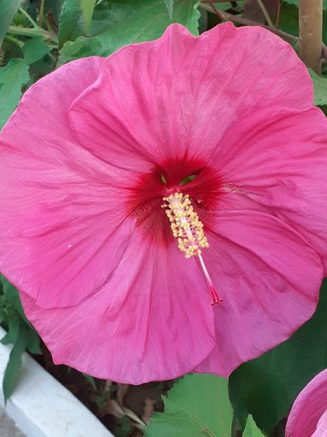  - HIBISCUS MOSCHETUOS