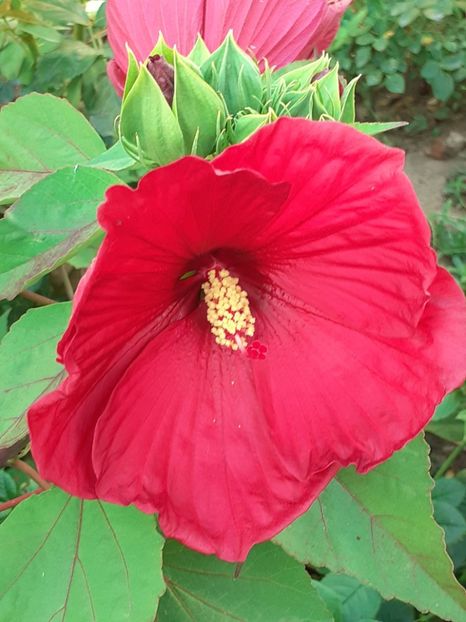  - HIBISCUS MOSCHETUOS