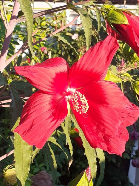  - HIBISCUS MOSCHETUOS