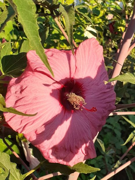  - HIBISCUS MOSCHETUOS