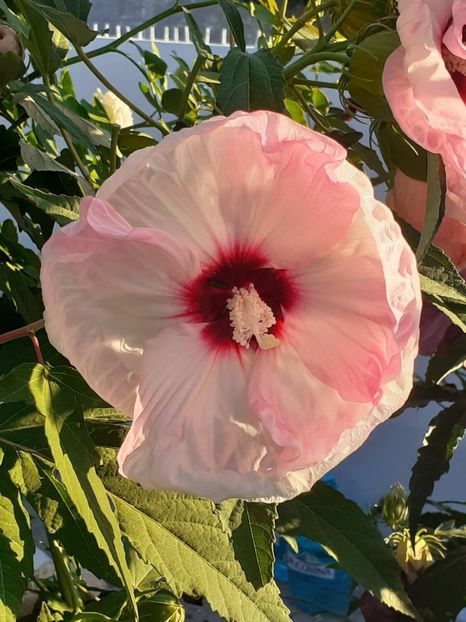  - HIBISCUS MOSCHETUOS