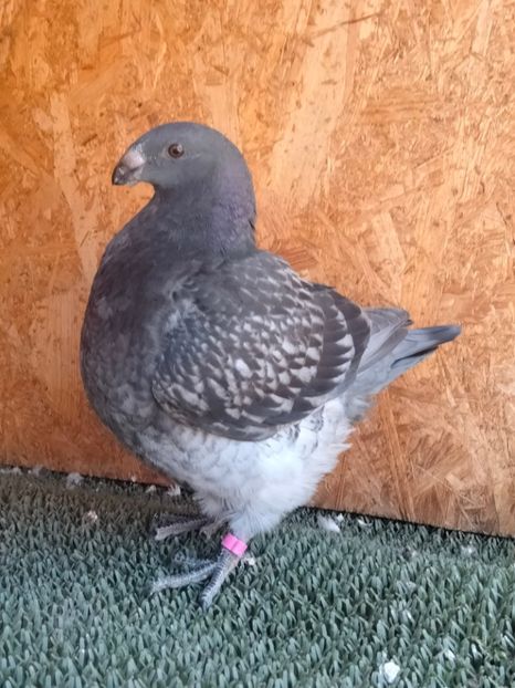 IMG20250802150010 - AMERICAN GIANT HOMER