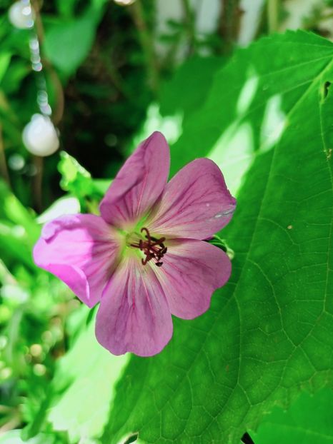 Geranium - Grădina 2025 continuare 4