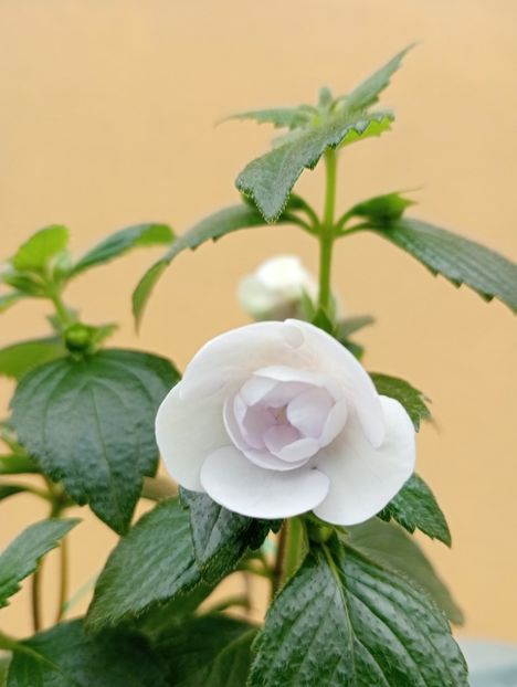 2025 - Double Picotee Rose
