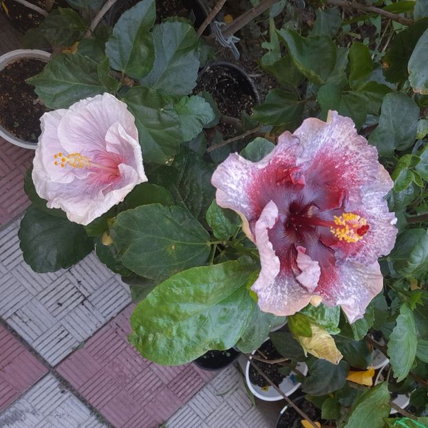 02.08.2025 - HIBISCUSI 2025-3