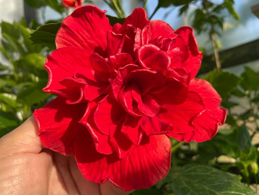  - 0006 - Hibiscusi 2025 - 1