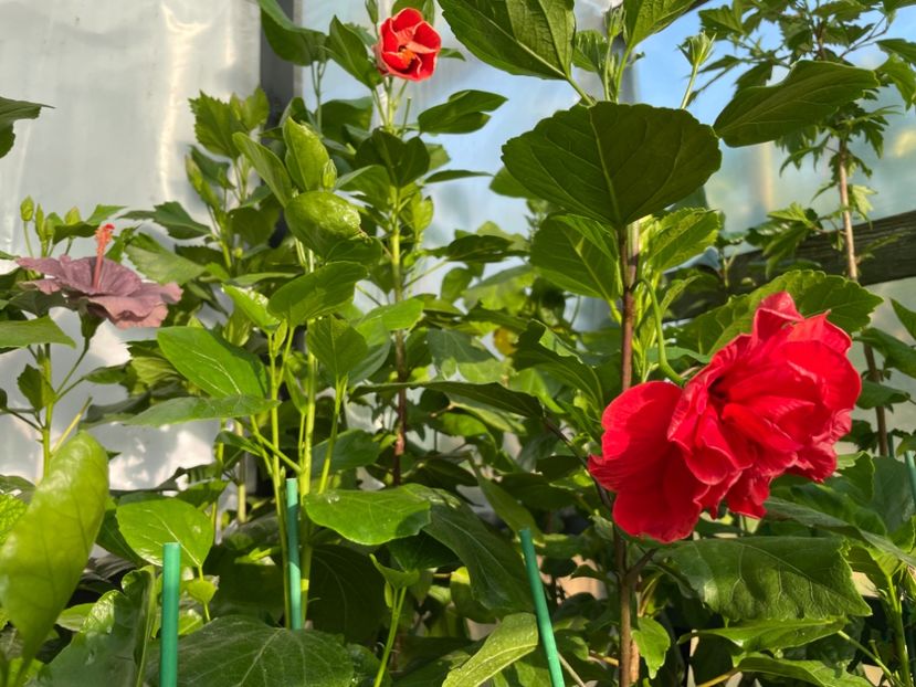  - 0006 - Hibiscusi 2025 - 1