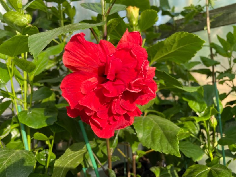  - 0006 - Hibiscusi 2025 - 1