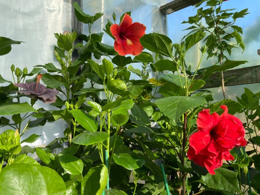  - 0006 - Hibiscusi 2025 - 1