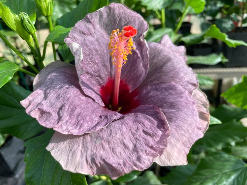  - 0006 - Hibiscusi 2025 - 1