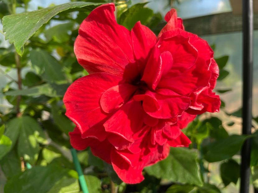  - 0006 - Hibiscusi 2025 - 1